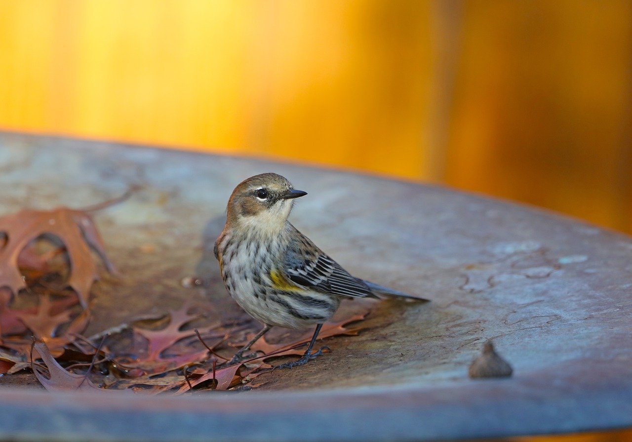 How to Attract Birds to Your Garden